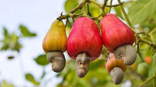 Why not see cashew nuts in shell sold?