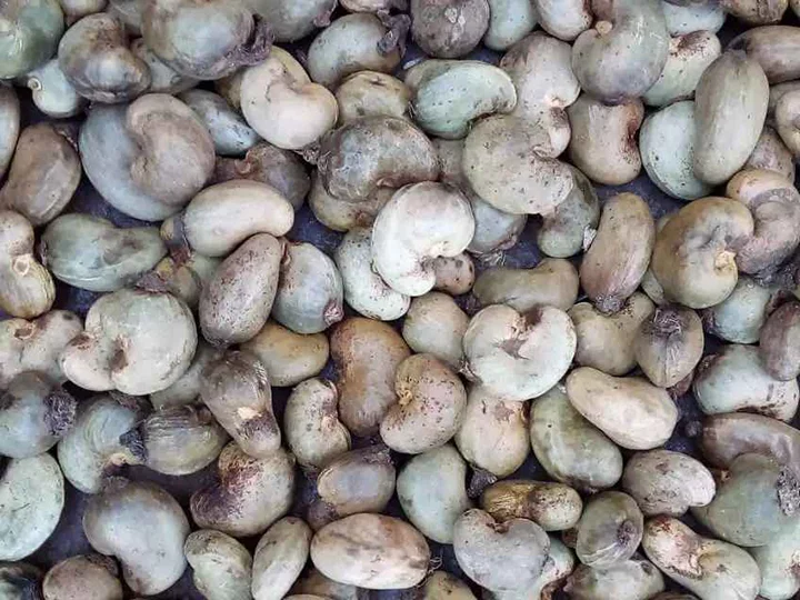 Raw Cashew Grading Machine | Cashew Nut Grader 1 Raw cashew