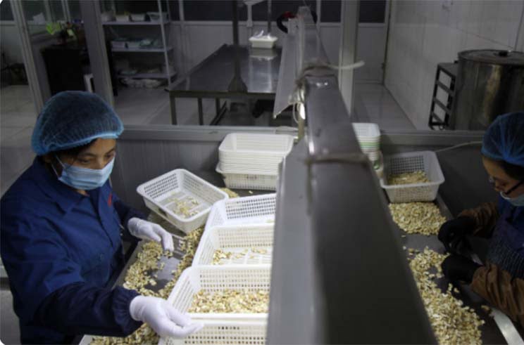 Cashew nut processing