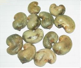 Cashew nuts in shell
