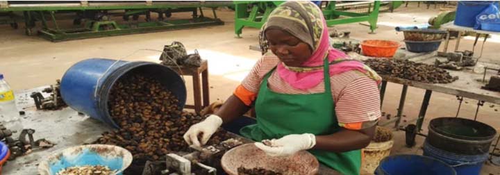 Manual processing cashew nuts with low efficient