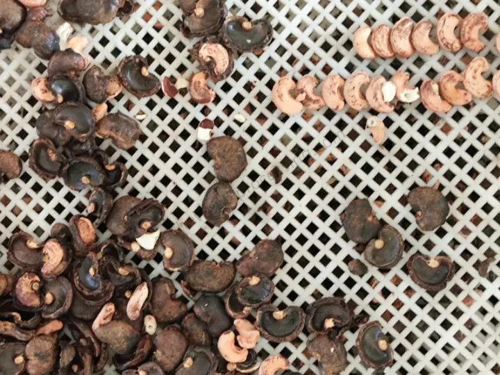 Perfect separation of cashew shells and kernels