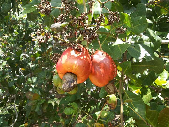 cashew tree