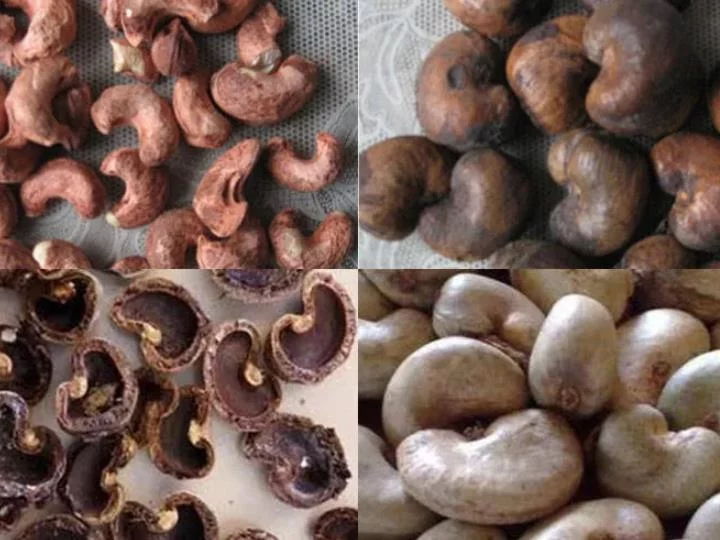 Streamline Cashew Nut Processing with an Automatic Cashew Nut Shelling Machine