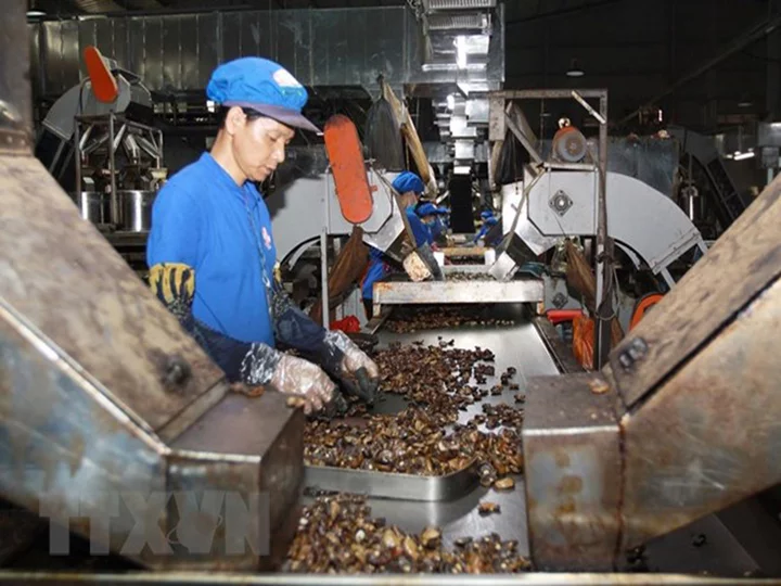 cashew factory