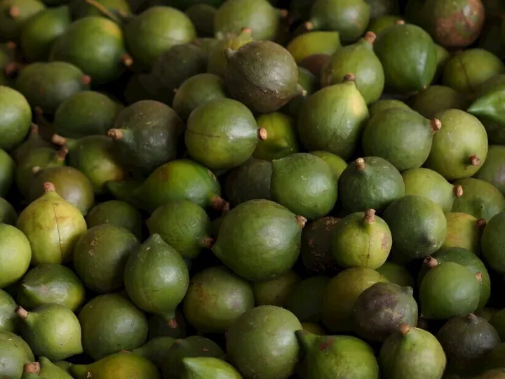 Unshelled macadamia nuts