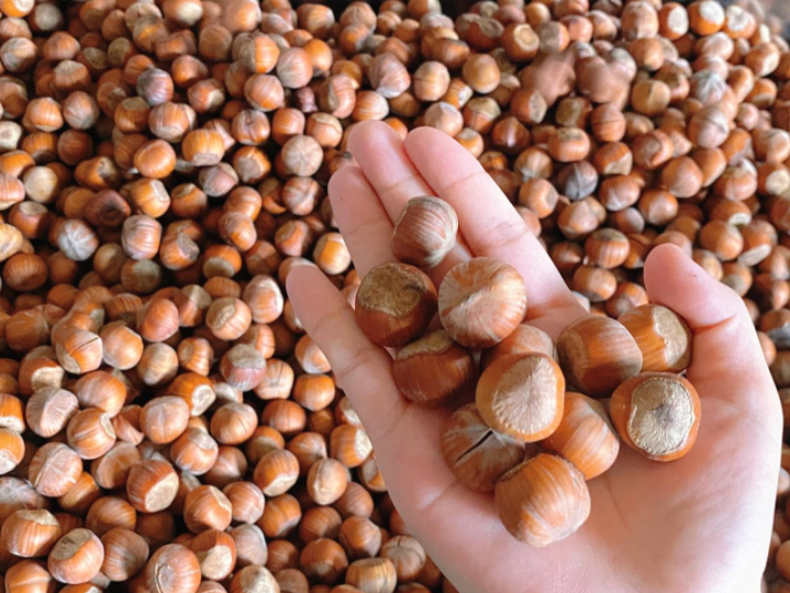 Shelled hazelnuts