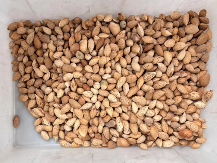 Clean almond kernels after shell-kernel separation