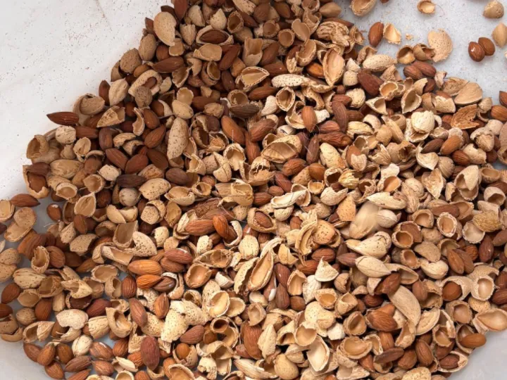 Shelled almond kernels and almond shells after shelling process